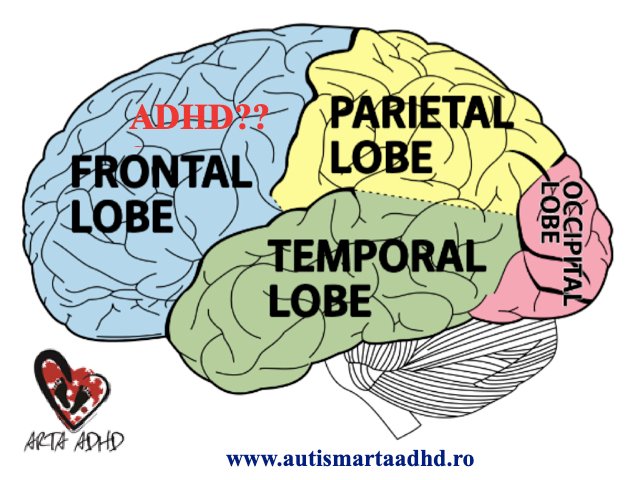 ADHD mit sau realitate?